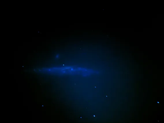 The Whale Galaxy