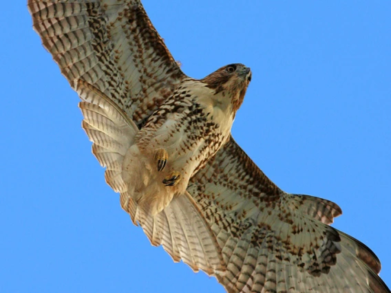 hawk2ss.jpg