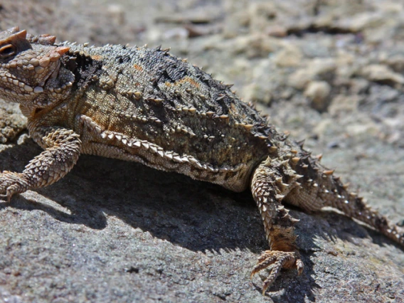 hornytoad1s.jpg