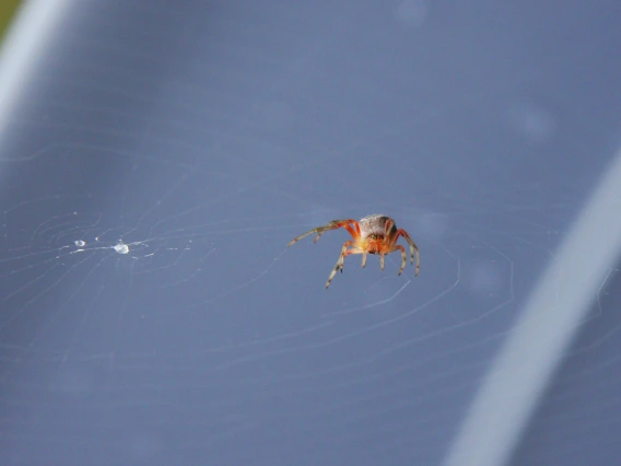 mlspiders.jpg
