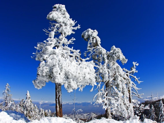 snowtrees1s.jpg