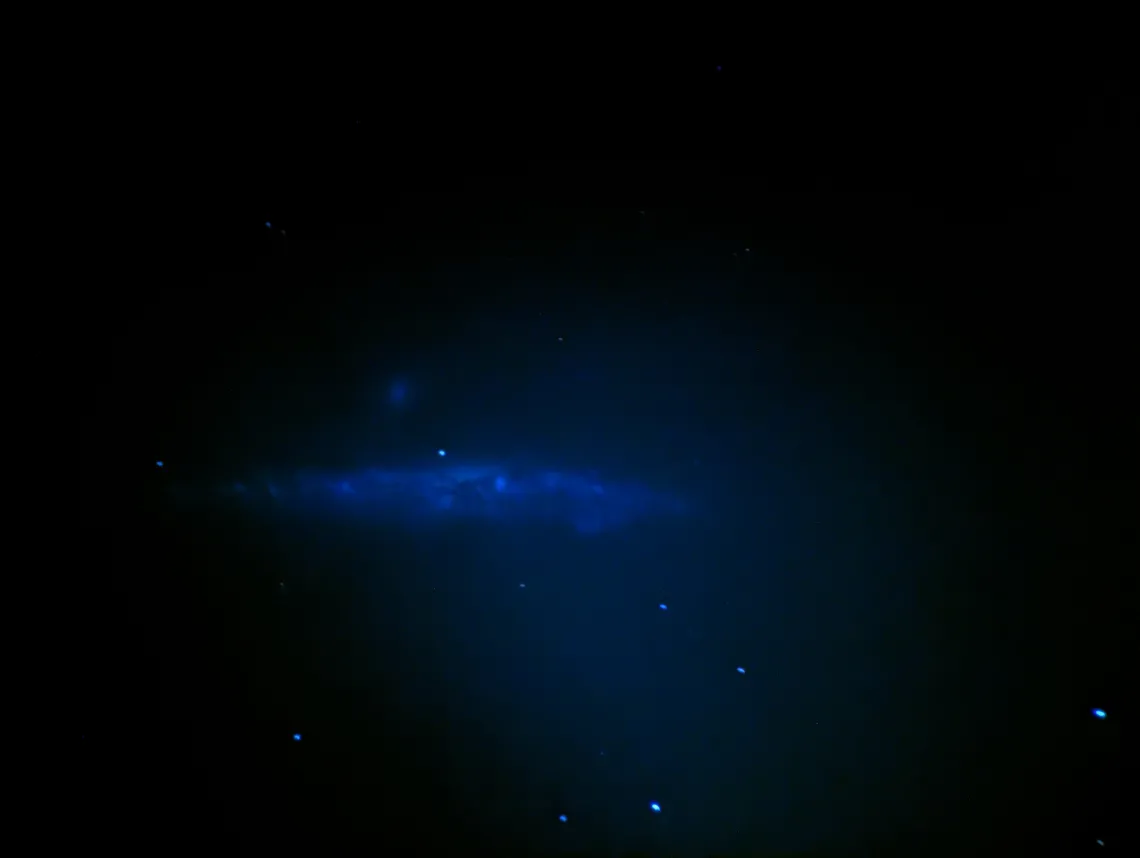 The Whale Galaxy