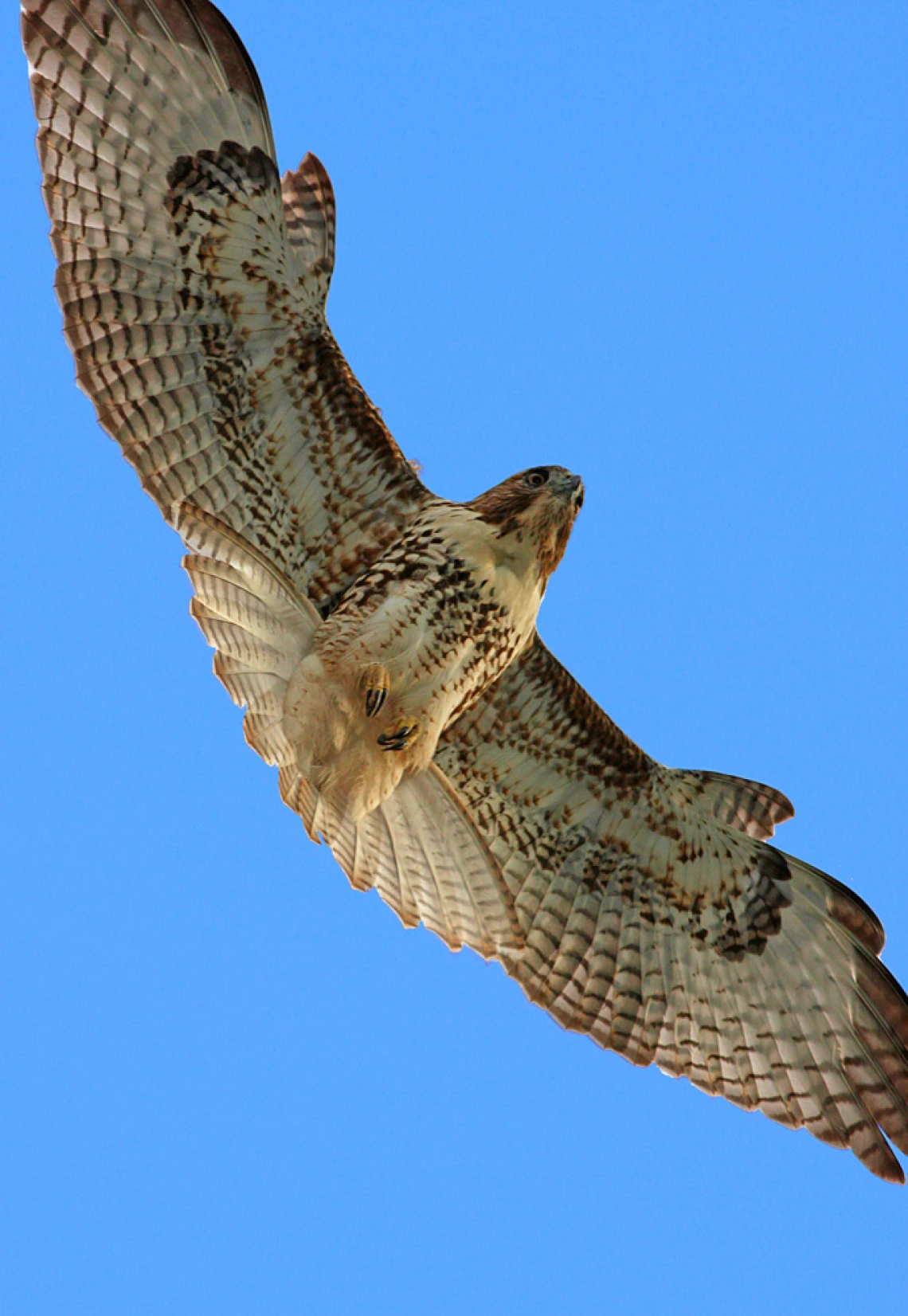 hawk2ss.jpg