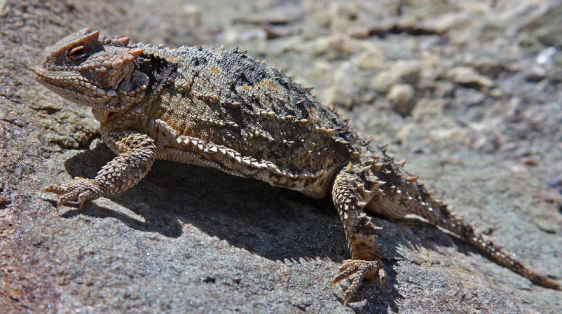 hornytoad1s.jpg