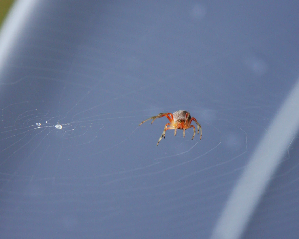 mlspiders.jpg